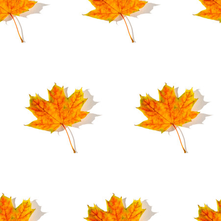 Seamless pattern of colorful autumn maple leaves with hard light isolated on white background. Warm colors of Autumnの写真素材
