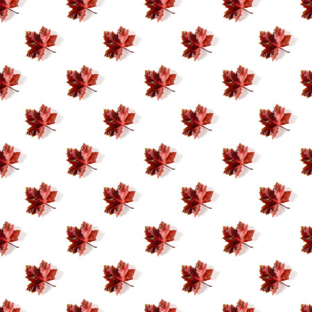 Seamless pattern of colorful autumn maple leaf isolated on white background. Warm colors of Autumnの写真素材