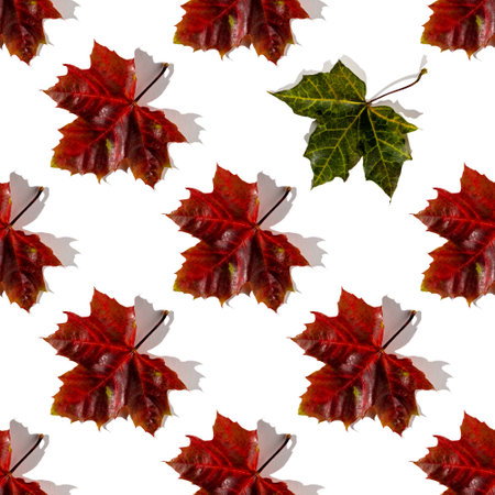 Seamless pattern of colorful autumn maple leaves with hard light isolated on white background. be a...
