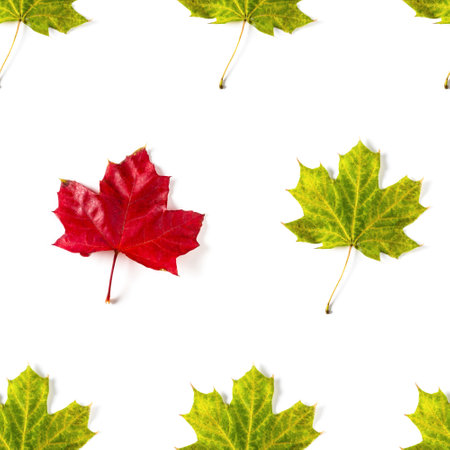 Seamless pattern of colorful autumn maple leaf isolated on white background. be a different concept....