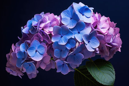Hydrangea flowers on a black background. Generative AI contentの素材