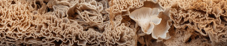 Texture of Fungus mycelium in natural colors. Mushrooms for backgroundの素材