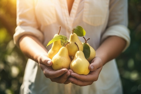 Ripe pears in woman hands on the sunny green garden backgroundの素材