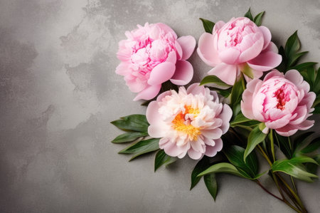 Top view of vibrant pink peonies with copy space on a gray concrete surfaceの素材