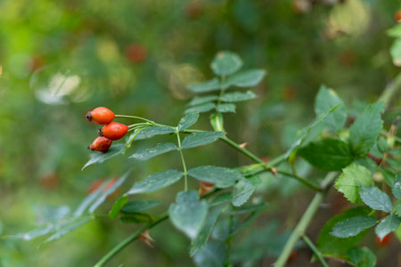 bush of Berries dogrose in the garden with copyspaceの写真素材