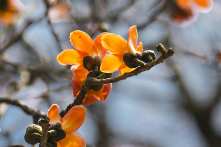 Kapok treeの写真素材