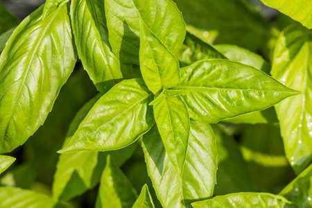 sweet basil leavesの写真素材