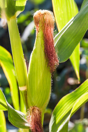 cornの写真素材