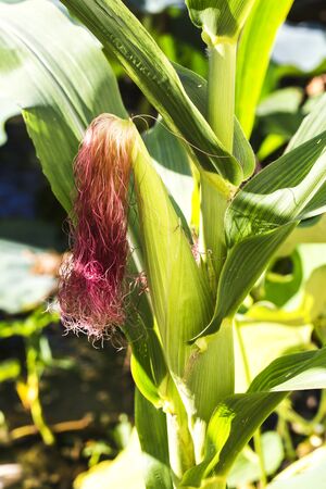 cornの写真素材