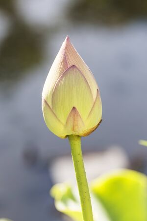 Lotusの写真素材