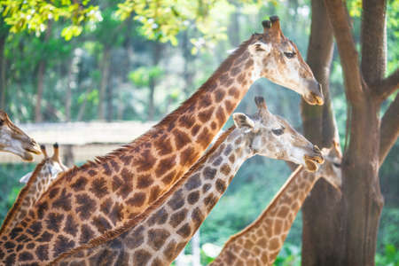 Giraffe, wild animalの写真素材