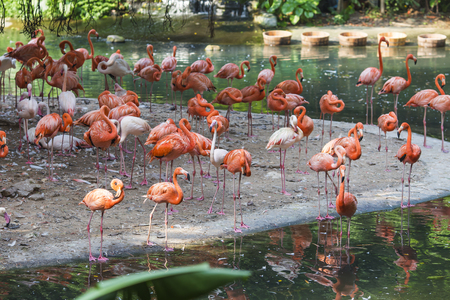 Flamingoの写真素材