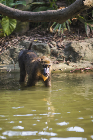 monkey