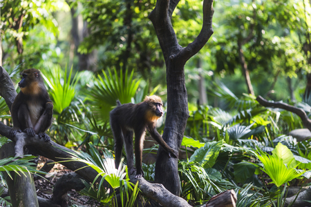 monkey