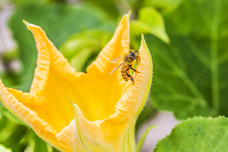 Honey beeの写真素材