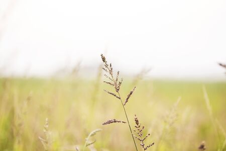 Abstract soft focus Nature Summer background, Yellow Grasses or Meadowの写真素材