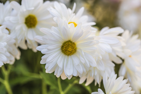 chrysanthemumの写真素材