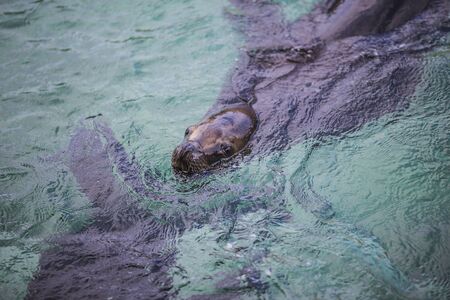 Sea lionsの写真素材
