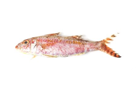 Snapper on white backgroundの写真素材