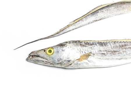 hairtailの写真素材