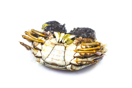 steaming shanghai hairy crabs on white backgroundの写真素材