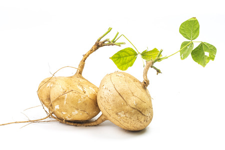 Whole single Jicama isolated on white backgroundの写真素材