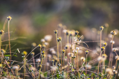 Grass flower and sunshineの写真素材