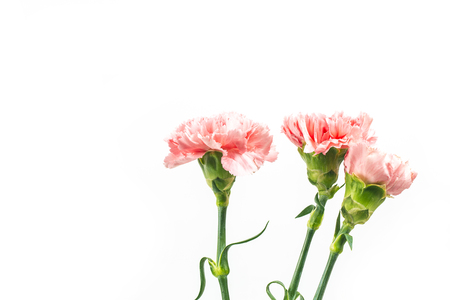 Carnations on white backgroundの写真素材