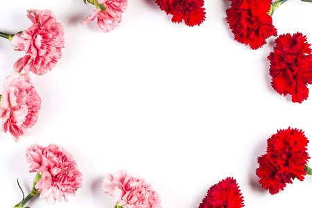 Carnations on white backgroundの写真素材