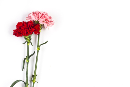 Carnations on white backgroundの写真素材