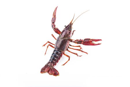 Crayfish,Crawfish isolated on white backgroundの写真素材