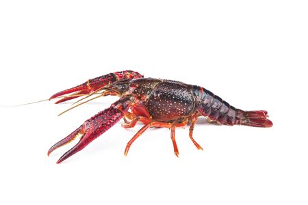 Crayfish,Crawfish isolated on white backgroundの写真素材