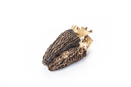Morel mushroom isolated on white background