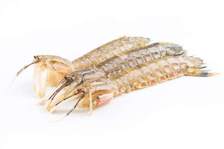 Fresh mantis shrimp on a white backgroundの写真素材