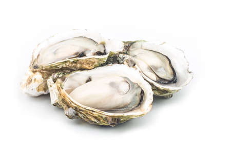 The steamed oysters are placed on the white backの写真素材