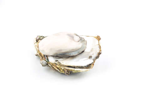 The steamed oysters are placed on the white backの写真素材