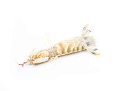 Fresh mantis shrimp on a white background