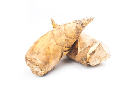 Fresh bamboo shoots on white backgroundの写真素材