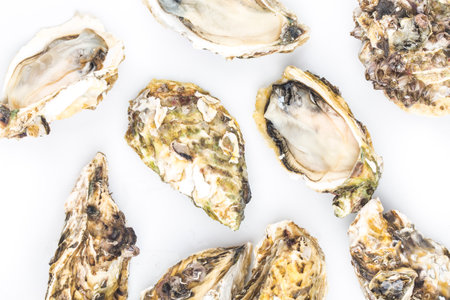 Oysters isolated on white backgroundの写真素材