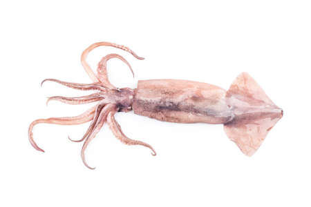 Isolated squid. Top view fresh squid on white background.の写真素材