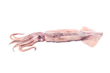 Isolated squid. Top view fresh squid on white background.の写真素材