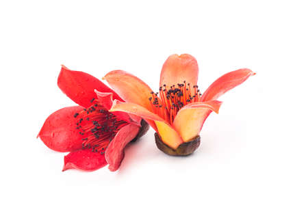 Red flower Bombax ceiba on white backgrounの写真素材