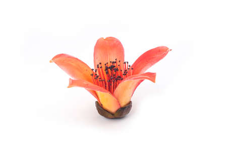 Red flower Bombax ceiba on white backgrounの写真素材