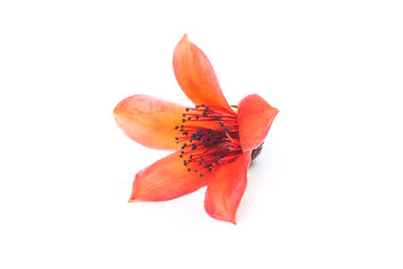Red flower Bombax ceiba on white backgrounの写真素材