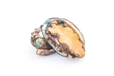 Raw abalones on the white backgroundの写真素材