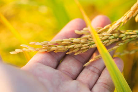 A piece of golden rice, rice waiting to be harvestedの写真素材