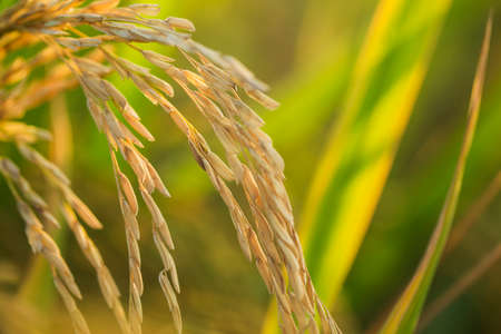 A piece of golden rice, rice waiting to be harvestedの写真素材