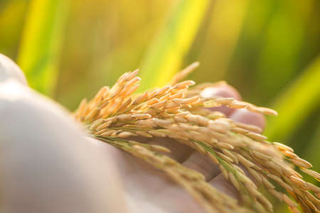 A piece of golden rice, rice waiting to be harvestedの写真素材