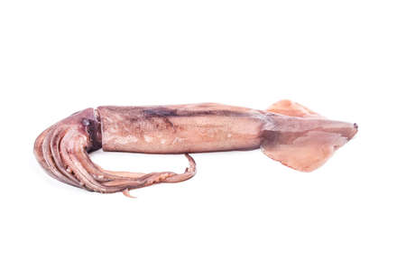 Isolated squid. Top view fresh squid on white background.の写真素材