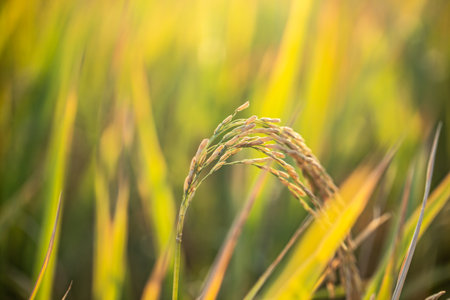 A piece of golden rice, rice waiting to be harvestedの写真素材